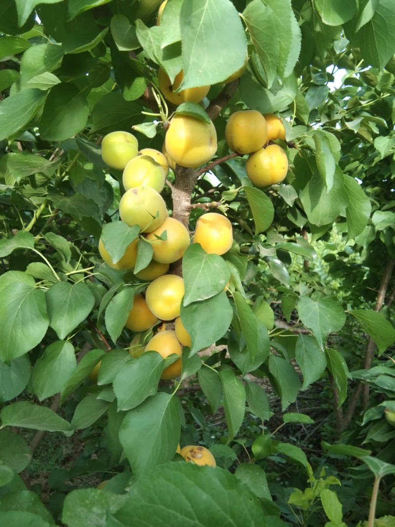 玫香蜜杏苗，早金燕蜜杏，丰圆红杏，本省包邮