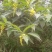 野生黄花倒水莲干货广东本地货