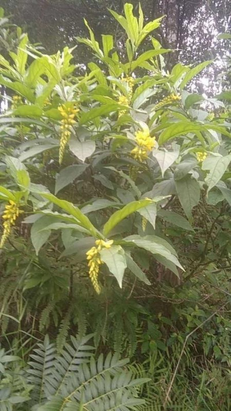 野生黄花倒水莲干货广东本地货