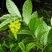 野生黄花倒水莲干货广东本地货