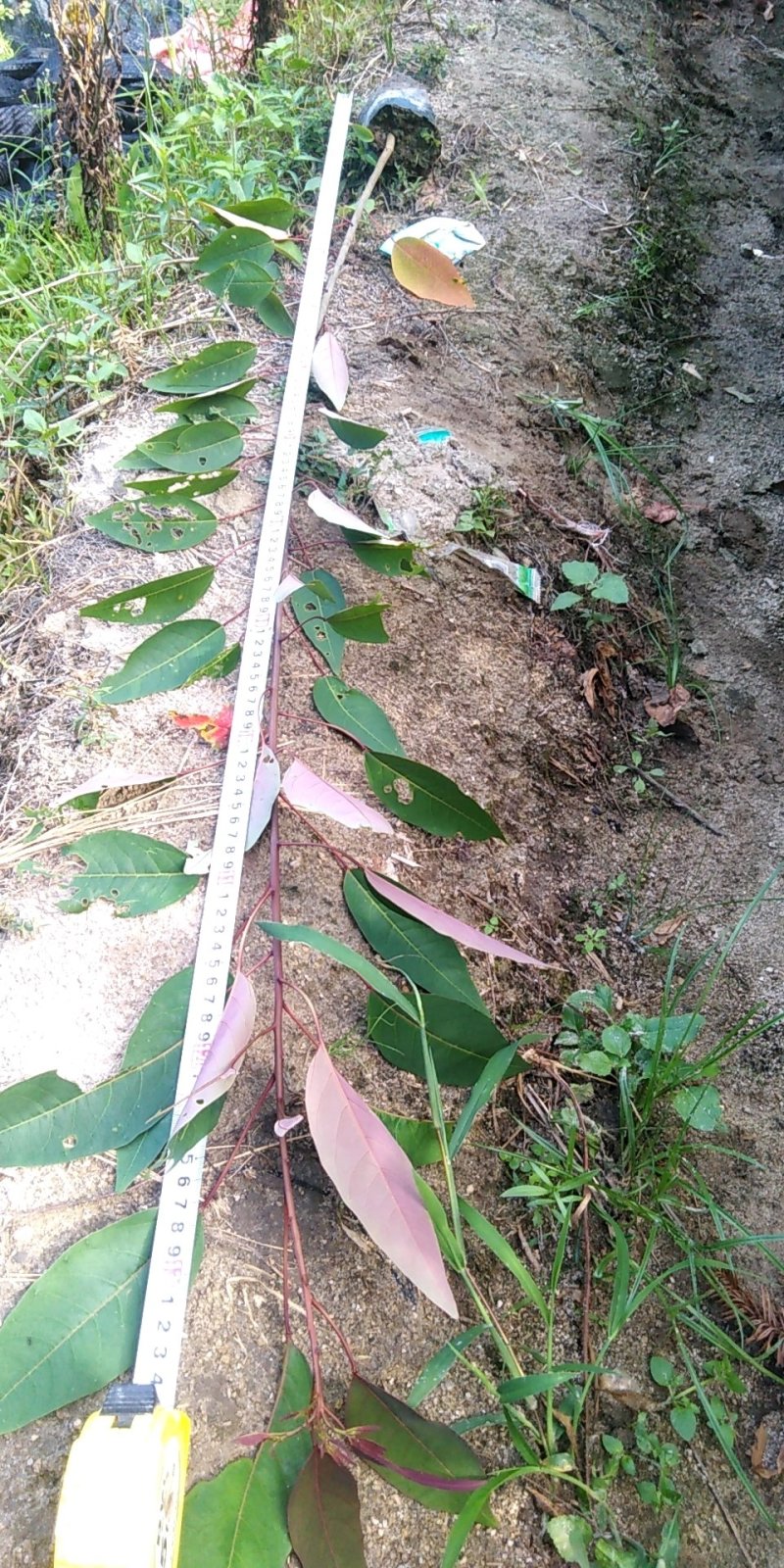 山乌桕袋苗，地苗，无纺布袋！质优价廉！保质保量