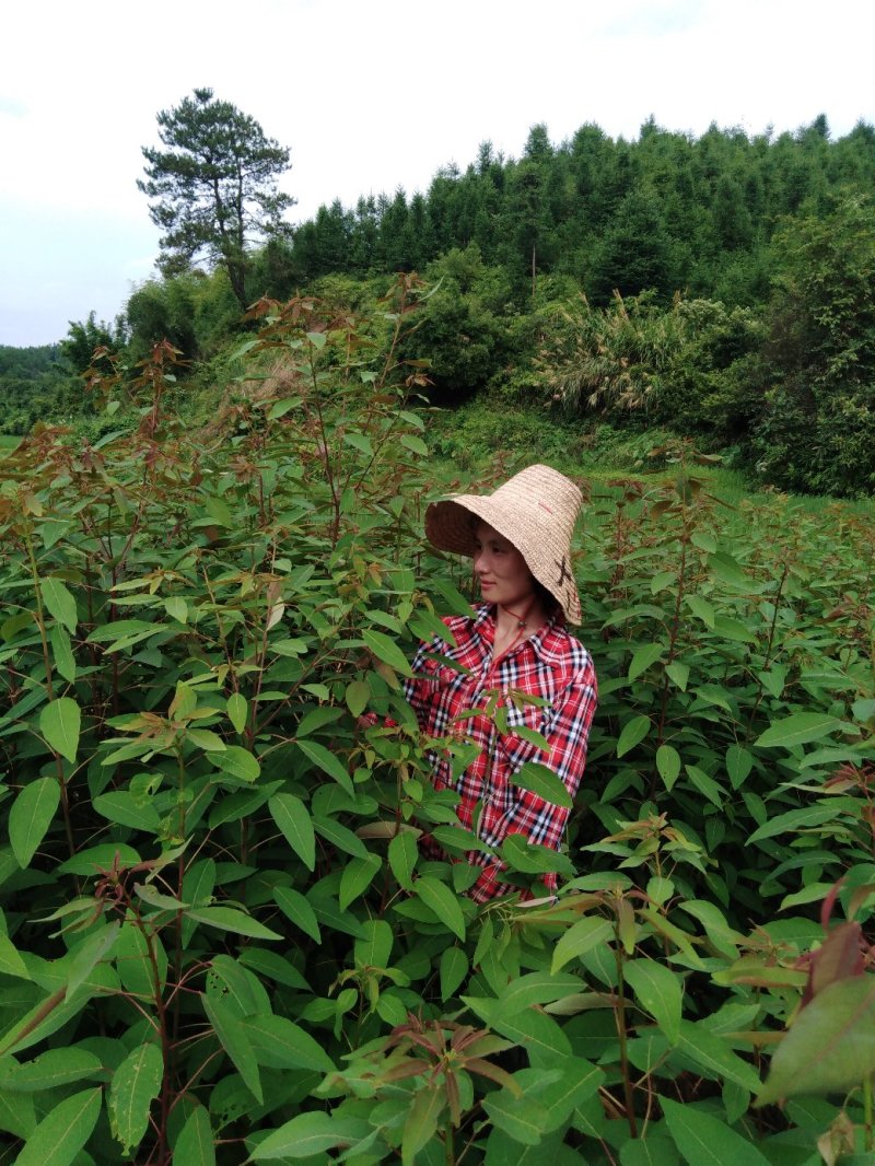 山乌桕袋苗，地苗，无纺布袋！质优价廉！保质保量