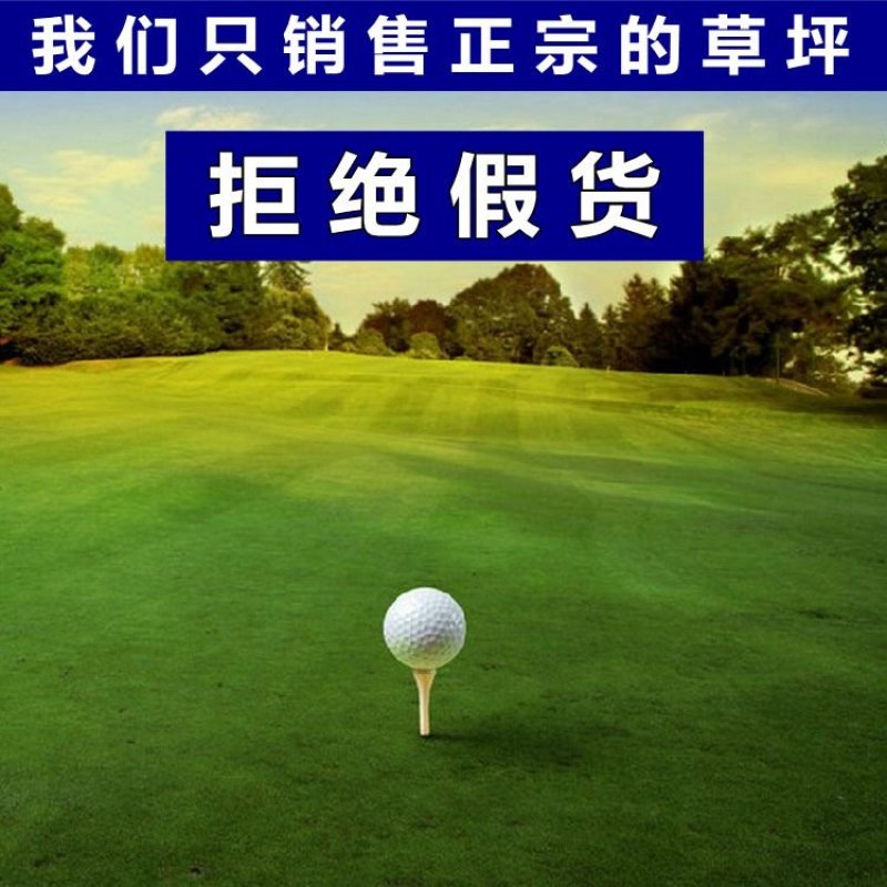 草坪种子高羊茅剪股颖黑麦草庭院绿化护坡四季青草籽