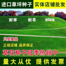 草坪种子高羊茅剪股颖黑麦草庭院绿化护坡四季青草籽