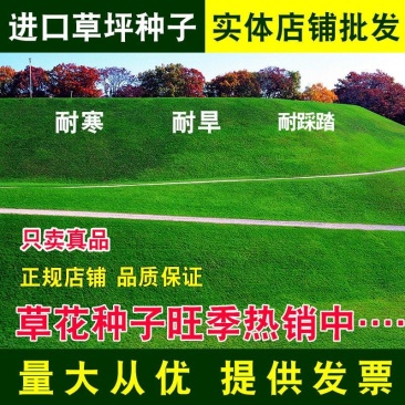 草坪种子高羊茅剪股颖黑麦草庭院绿化护坡四季青草籽
