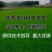 草坪种子高羊茅剪股颖黑麦草庭院绿化护坡四季青草籽