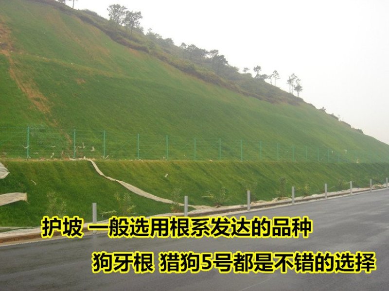 草坪种子高羊茅剪股颖黑麦草庭院绿化护坡四季青草籽