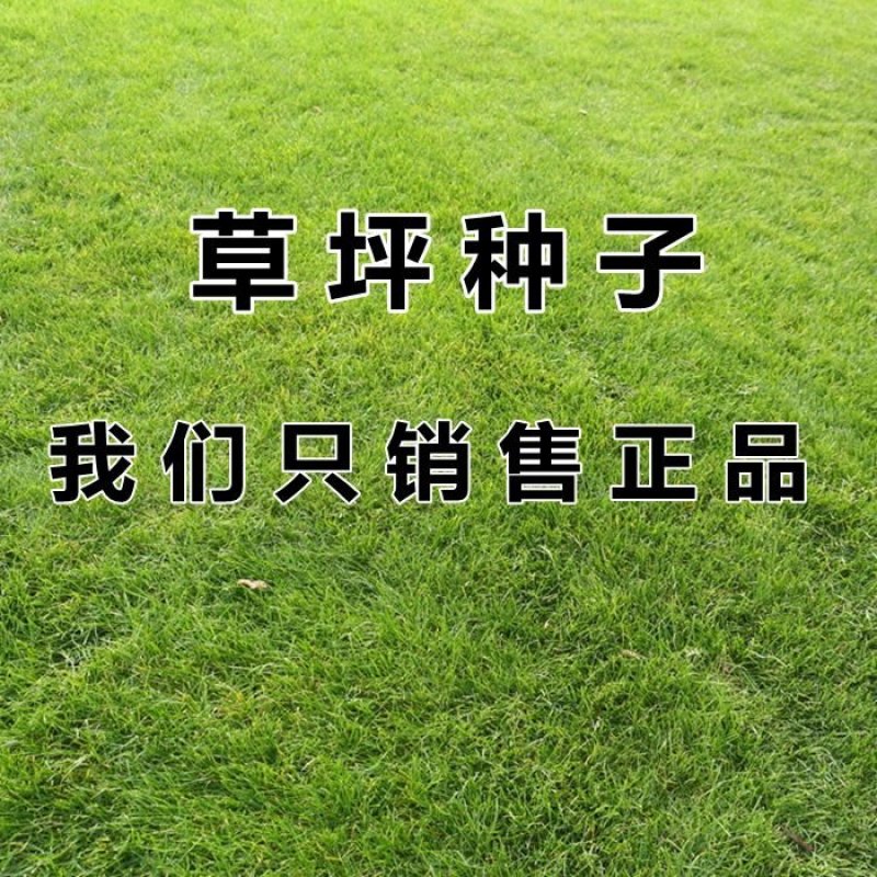 草坪种子高羊茅剪股颖黑麦草庭院绿化护坡四季青草籽