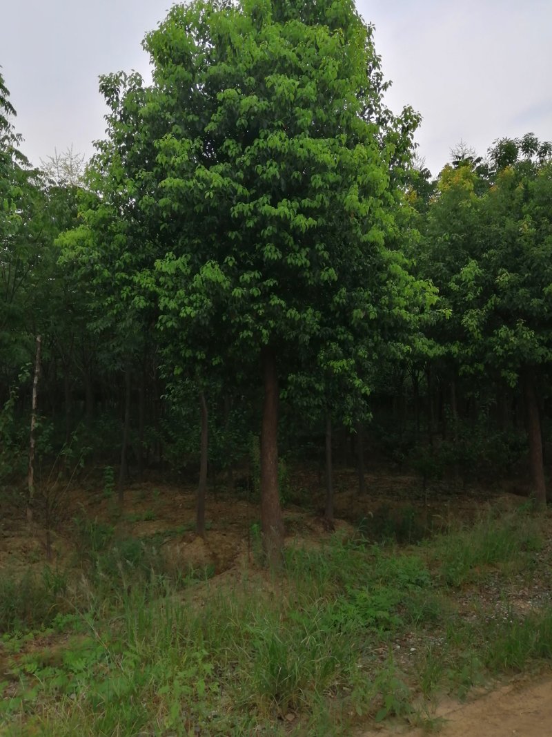 800亩娜塔栎，规格型号齐全，丛生香樟大量出售