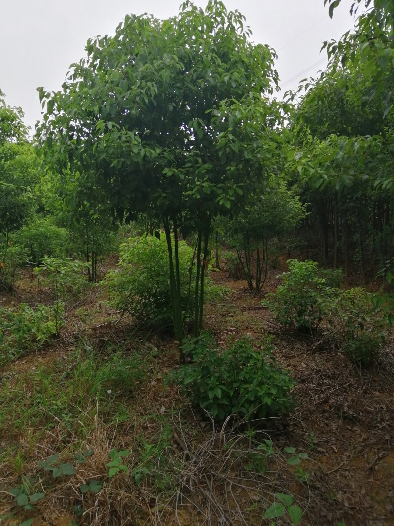800亩娜塔栎，规格型号齐全，丛生香樟大量出售