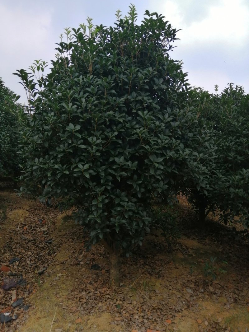 800亩娜塔栎，规格型号齐全，丛生香樟大量出售