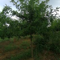 800亩娜塔栎，规格型号齐全，丛生香樟大量出售