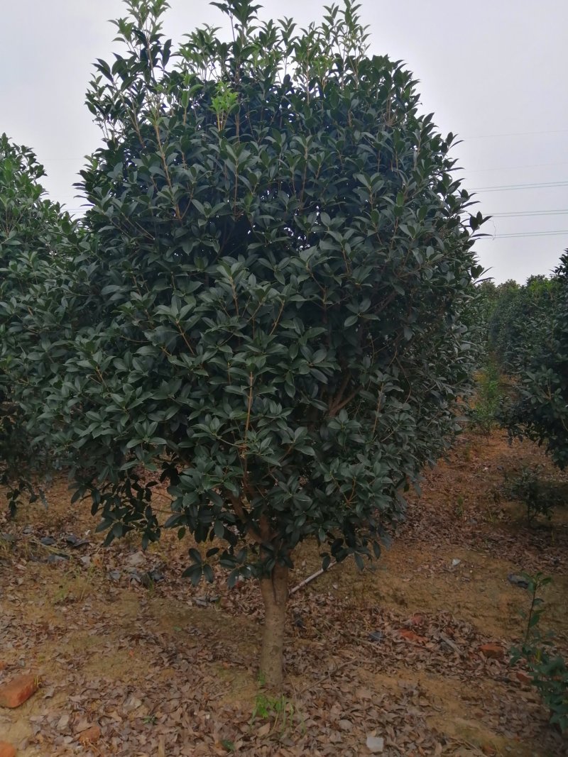 800亩娜塔栎，规格型号齐全，丛生香樟大量出售