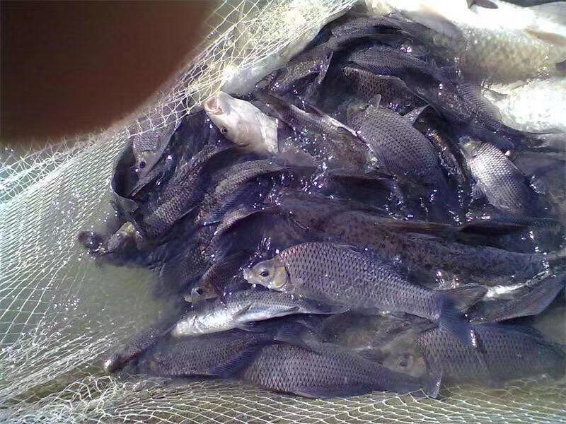 鲤鱼苗岩原鲤鱼苗及各种淡水鱼苗规格齐全