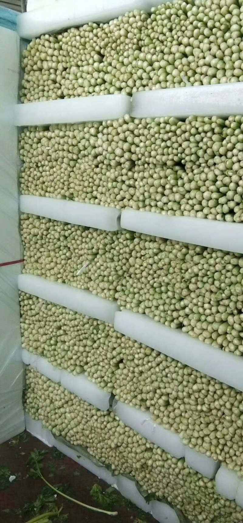 西芹，毛芹