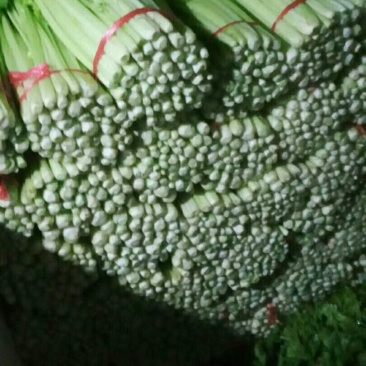 西芹，毛芹