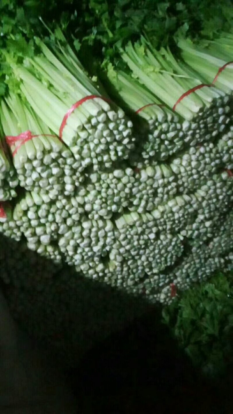 西芹，毛芹
