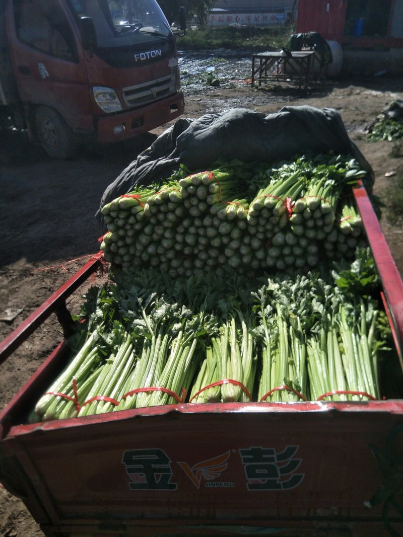 西芹，毛芹
