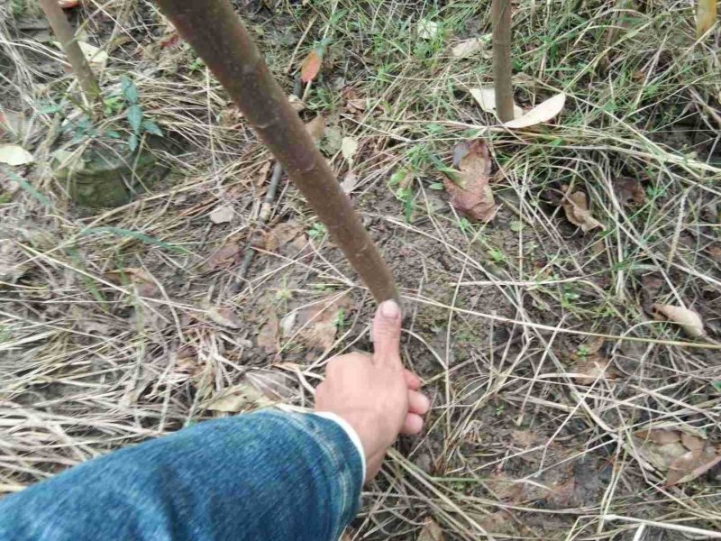 山乌桕地苗，袋苗！都有！质优价廉！诚信可靠