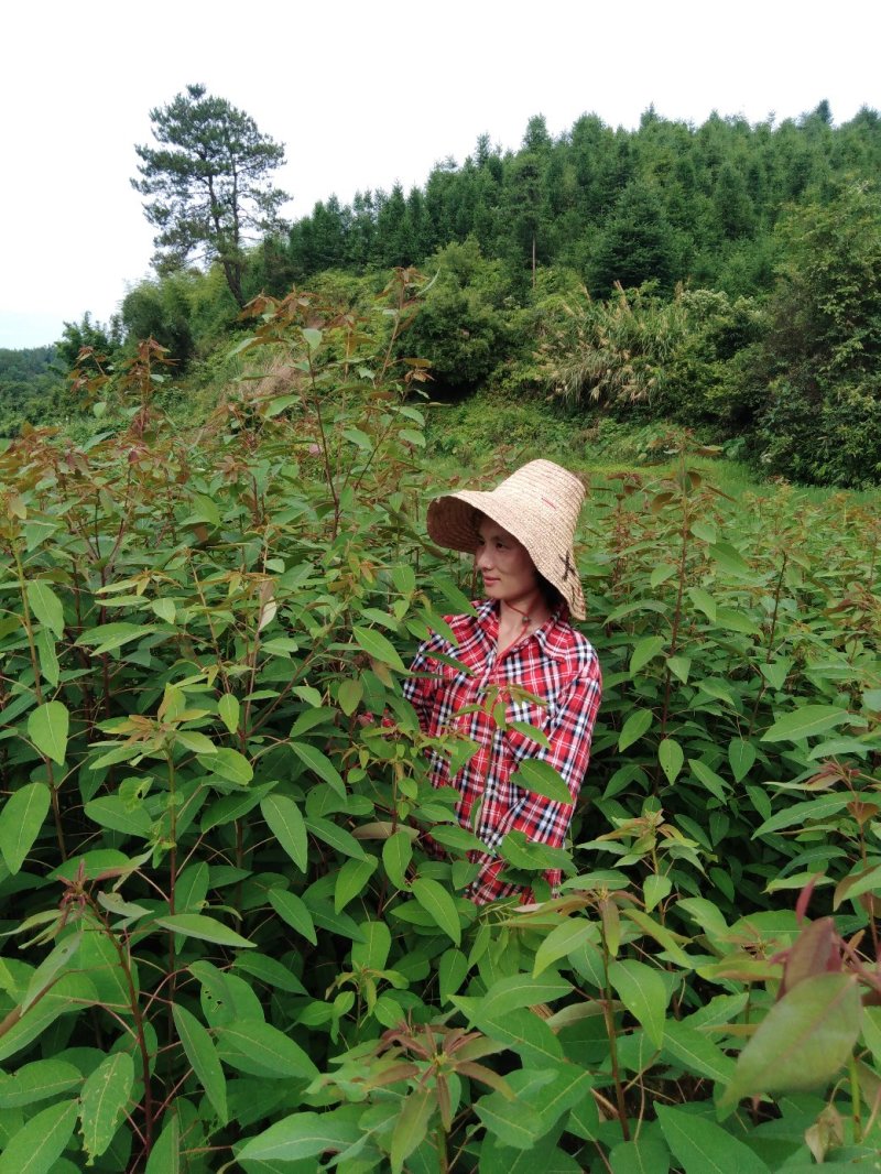 山乌桕地苗，袋苗！都有！质优价廉！诚信可靠