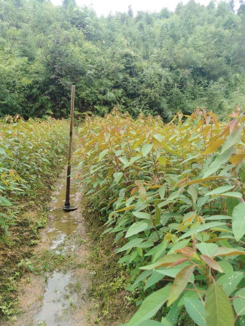 山乌桕地苗，袋苗！都有！质优价廉！诚信可靠