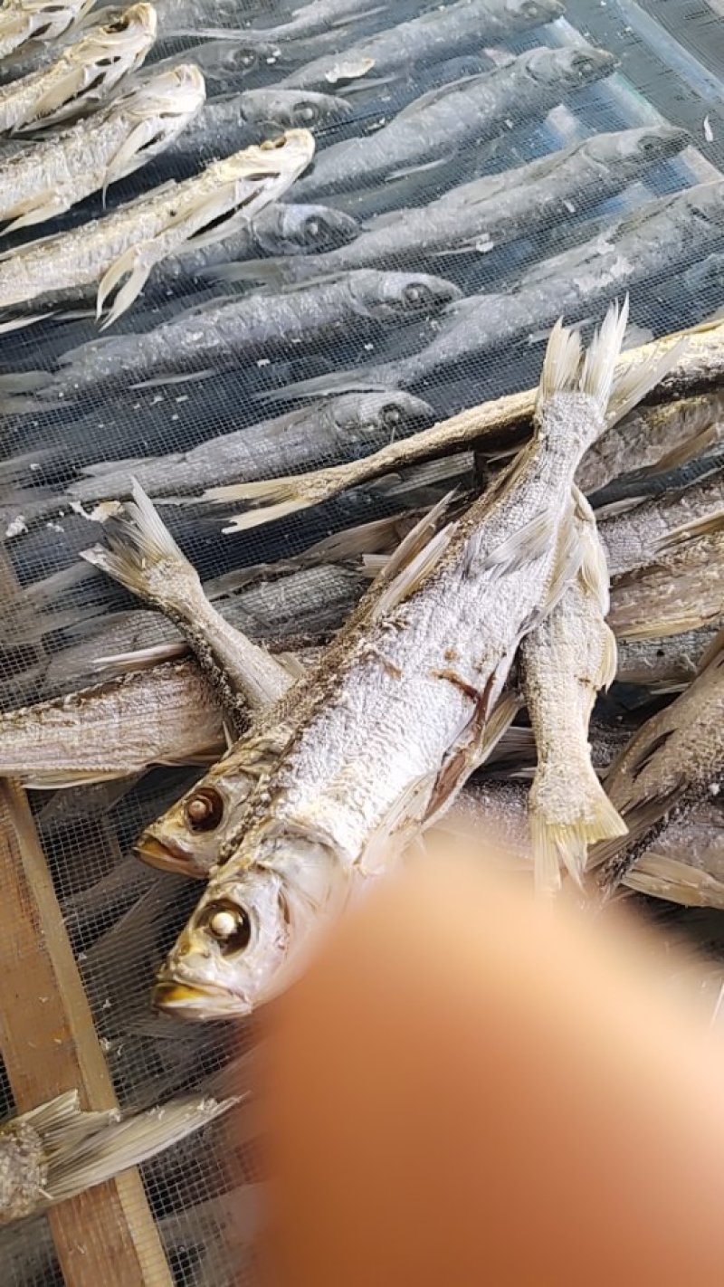 蒸熟烘干晒干