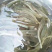 （热销）优质乌鱼苗，可提供养殖技术，货到付款！