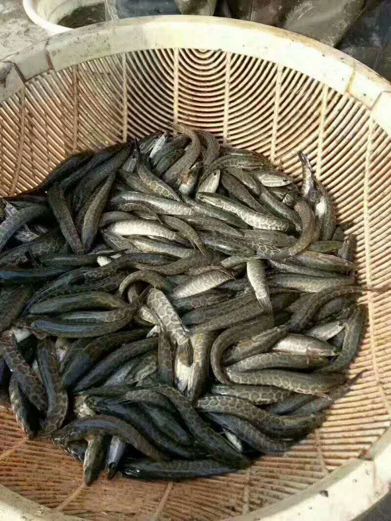 （热销）优质乌鱼苗，可提供养殖技术，货到付款！