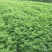 九叶青花椒苗抗病虫强寿命长，产量高。