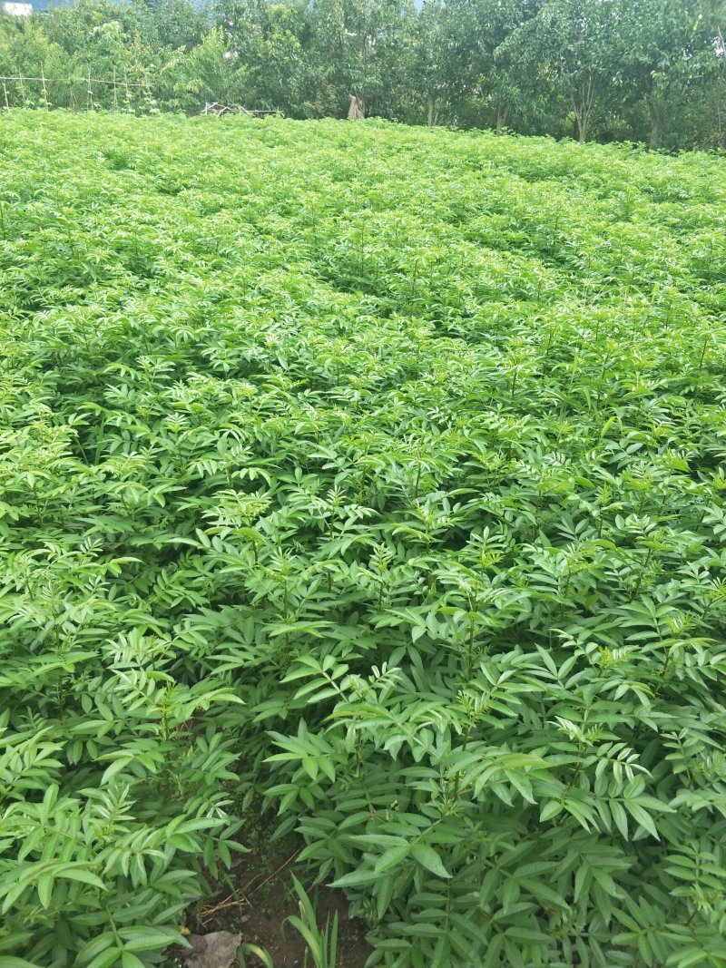 九叶青花椒苗抗病虫强寿命长，产量高。