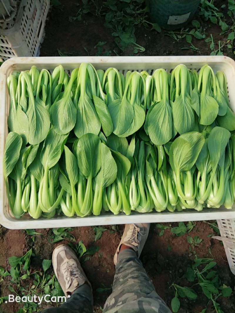 油菜