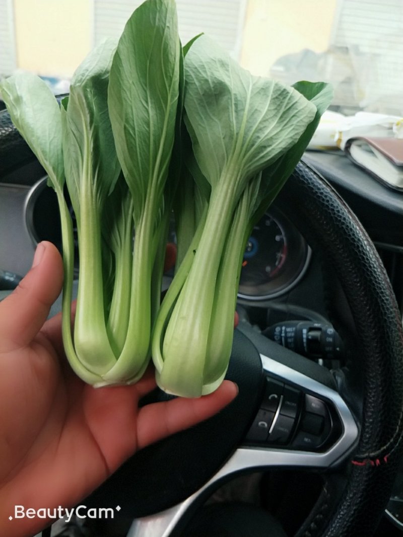 油菜