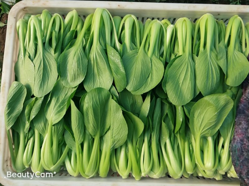 油菜