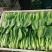 油菜