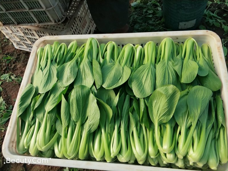 油菜