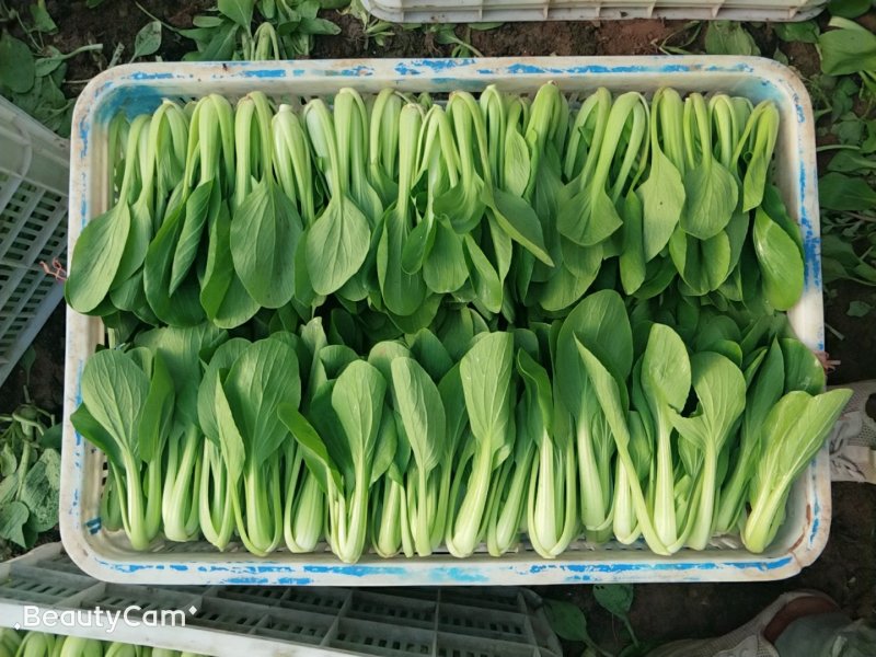 油菜