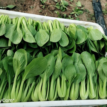 油菜