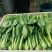 油菜