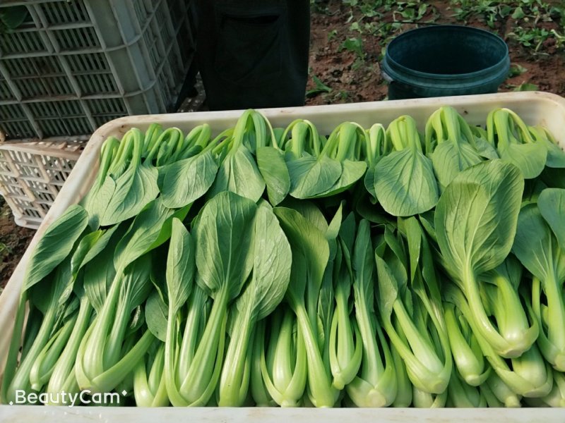油菜