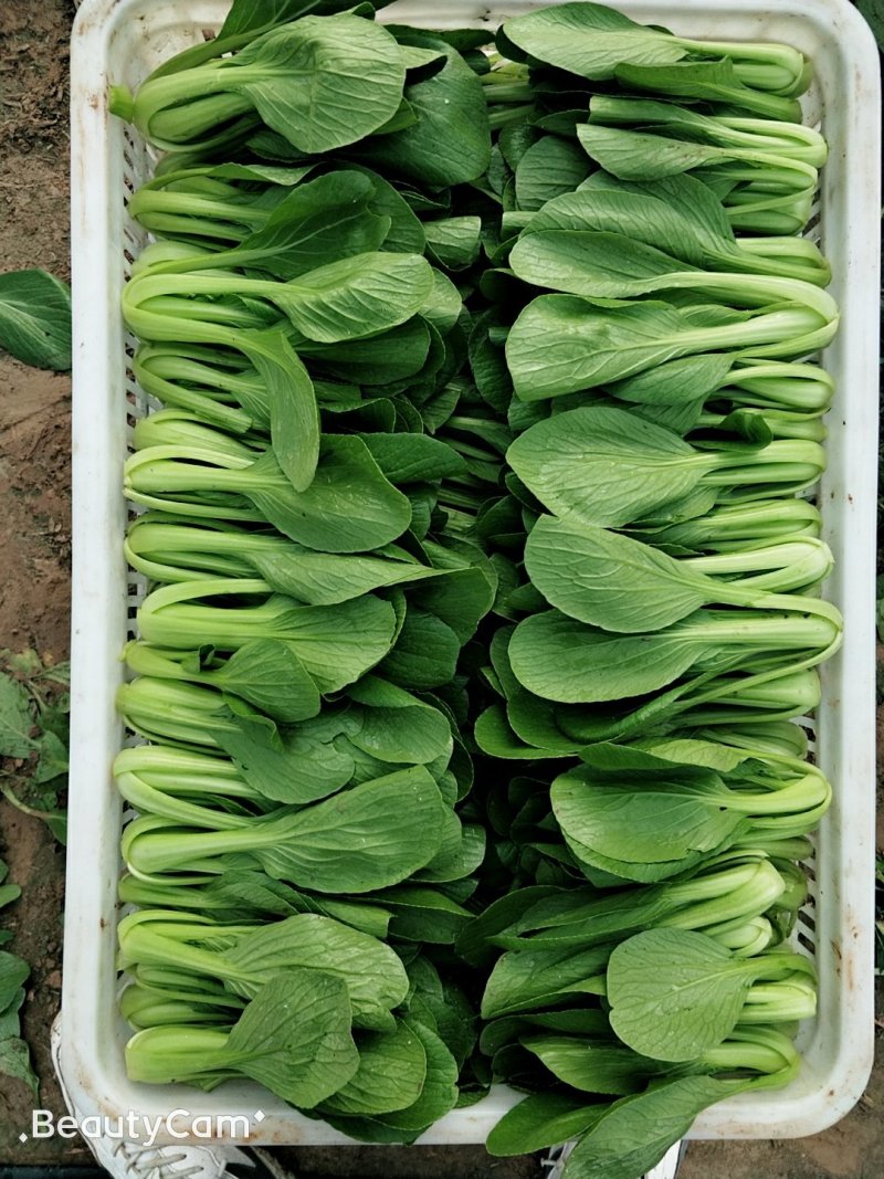 油菜