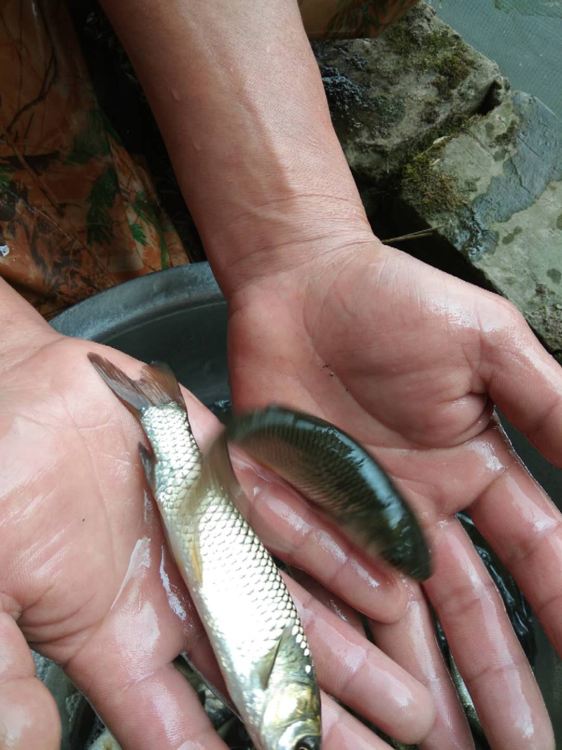 草鱼苗规格齐全，包技术包成活及各种淡水鱼苗