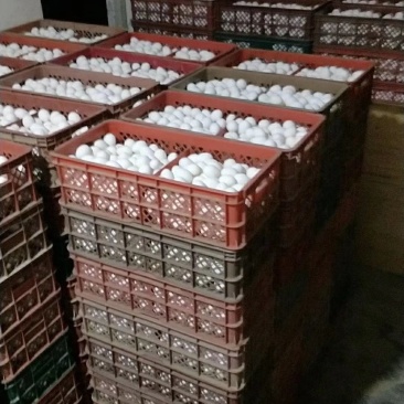 庄寨鲜鸡蛋批发