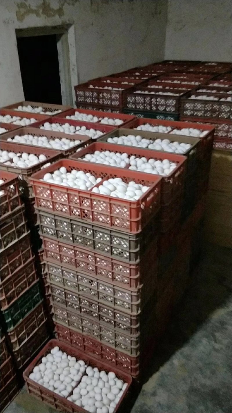 庄寨鲜鸡蛋批发