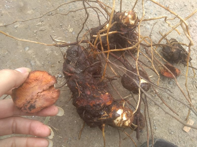 大量提供野山土伏苓