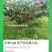 七彩云南楚雄永仁县维的乡农丰果蔬种植专业合作社