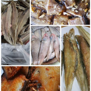 新鲜龙利鱼每天上货的