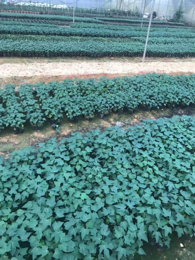 品质木瓜苗益源6号红肉木瓜水果木瓜高产抗病无毒害