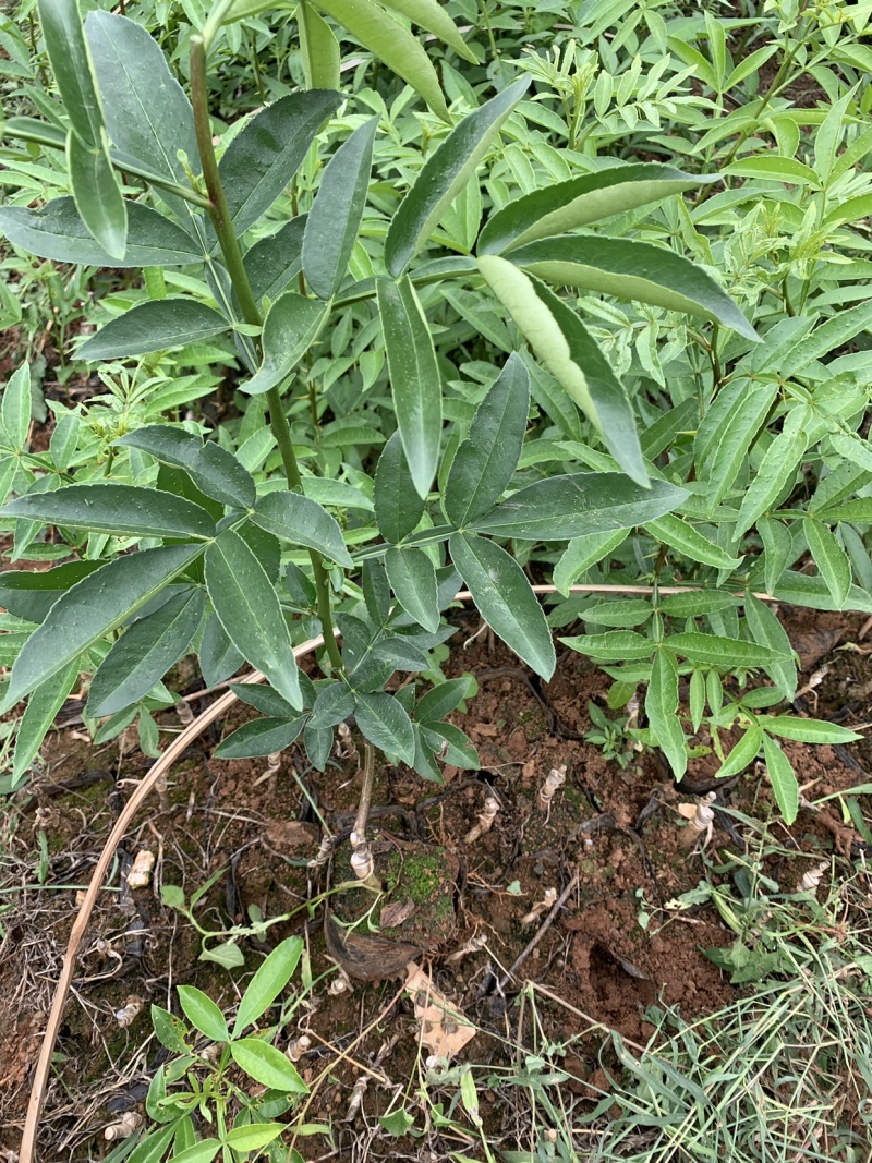 云南花椒苗无刺花椒苗/九叶青嫁接苗货源多欢迎选购