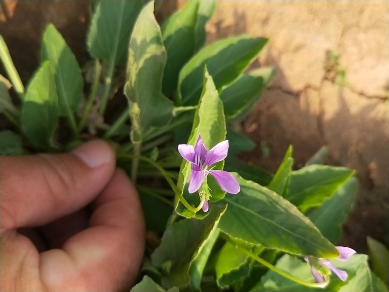 紫花地丁盆栽地丁观花植物量大优惠绿化苗木