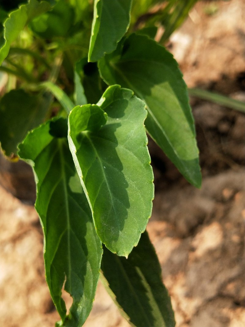 紫花地丁盆栽地丁观花植物量大优惠绿化苗木